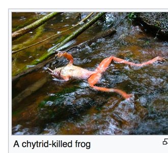 Chytrid zoospore release