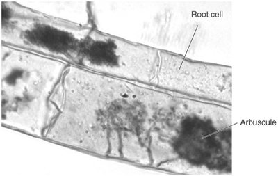Arbuscular mycorrhizae