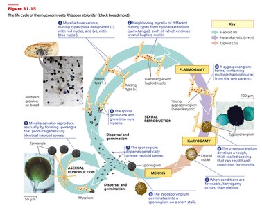 Bread mold Rhizopus
