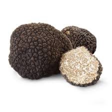 Ascomycete fruiting body