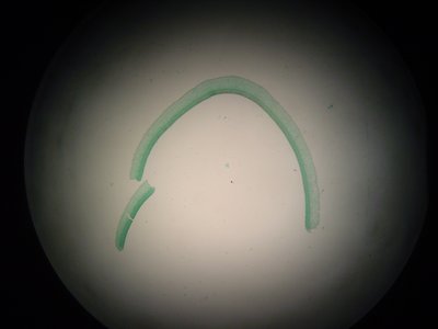 Basidiomycete fruiting bodies