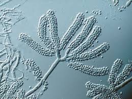 Agaricus bisporus (common mushroom)