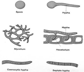 Fungal structures: spore, hypha, mycelium, haustorium, coenocytic hypha, septate hypha