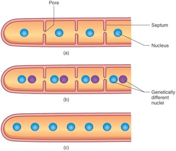 Dikaryotic, septate, and coenocytic hyphae
