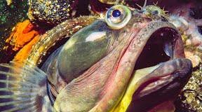 General Biology Study Guide: Community Ecology & Diversity | Notes