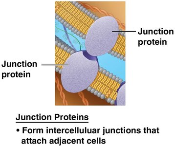 Junction proteins connecting adjacent cells