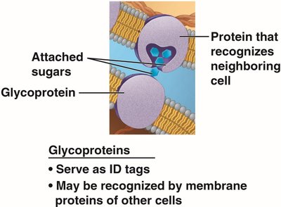 Glycoproteins as cell ID tags