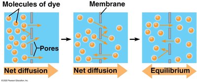 Diffusion across the plasma membrane