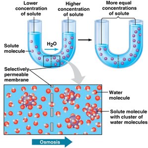 Osmosis: movement of water across a selectively permeable membrane