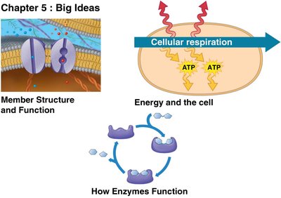 Chapter 5: Big Ideas - Membrane Structure and Function, Energy and the Cell, How Enzymes Function