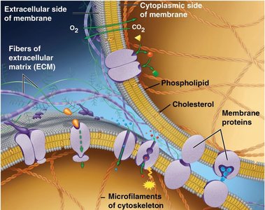 Diagram of the plasma membrane showing phospholipids, cholesterol, and membrane proteins