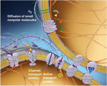 Diverse functions of the plasma membrane, including transport, enzymes, and receptors
