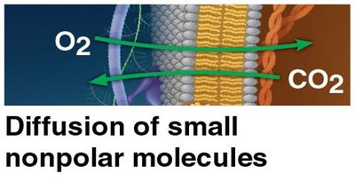 Diffusion of small nonpolar molecules across the membrane