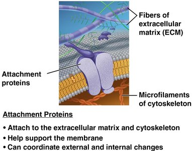 Attachment proteins linking ECM and cytoskeleton
