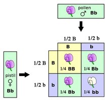 Dihybrid cross and independent assortment