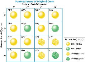 Punnett square for dihybrid cross