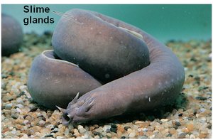 Hagfish with labeled slime glands