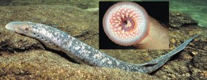 Lamprey and close-up of its mouth