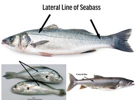 Lateral line system in fish