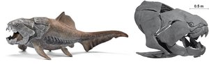 Fossil and reconstruction of a placoderm