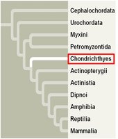 Phylogenetic tree highlighting Chondrichthyes