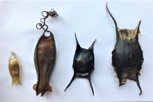 Examples of dried egg cases (mermaid's purses)