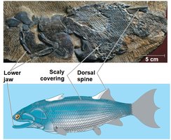 Coelacanth, a living lobe-finned fish