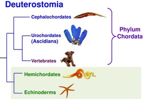 Phylogenetic tree of Deuterostomia showing relationships among chordates, hemichordates, and echinoderms