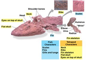 Fossil and diagram of Tiktaalik showing transitional features