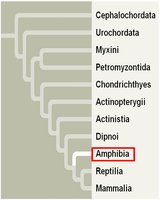 Phylogenetic tree highlighting Amphibia