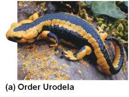 Salamander (Order Urodela)