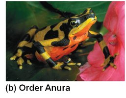 Frog (Order Anura)