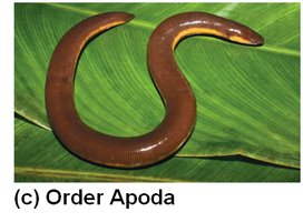 Caecilian (Order Apoda)