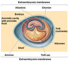 Structure of the amniotic egg