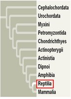 Phylogenetic tree highlighting Reptilia