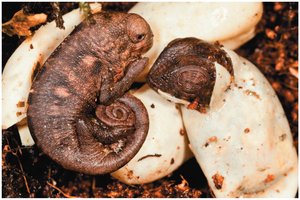 Chameleon hatching from egg