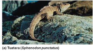 Tuatara (Sphenodon punctatus)