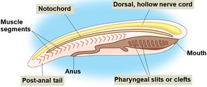 Diagram of chordate body plan showing notochord, dorsal hollow nerve cord, pharyngeal slits, and post-anal tail