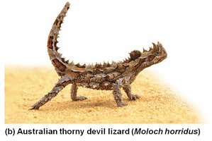 Australian thorny devil lizard (Moloch horridus)