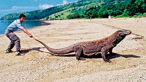 Komodo dragon