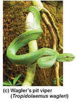 Wagler's pit viper (Tropidolaemus wagleri)