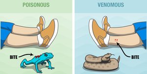 Comparison of poisonous and venomous animals