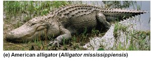 American alligator (Alligator mississippiensis)