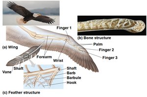 Bird wing and feather structure