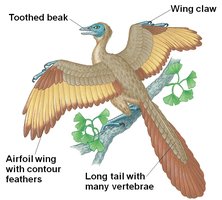 Archaeopteryx with labeled features