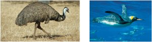 Ratite and penguin (flightless birds)