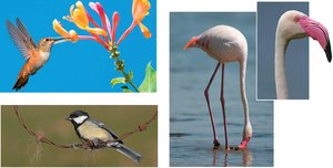 Diversity in bird beak and foot structure