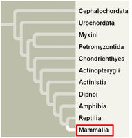 Phylogenetic tree highlighting Mammalia