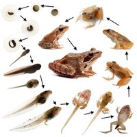 Amphibian metamorphosis stages