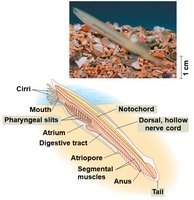 Lancelet anatomy and photograph
